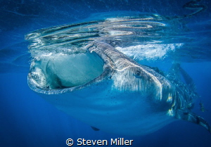Isle Mujeres last week was slower than 2013, but still am... by Steven Miller 
